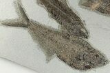 Multiple Fossil Fish (Diplomystus & Knightia) - Wyoming #198103-1